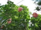 Kordes' Perfecta Superior rose photo