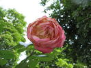 Kordes' Perfecta Superior rose photo