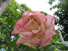 Kordes' Perfecta Superior rose photo