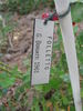 Folletto rose photo
