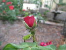 Folletto rose photo