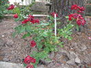Folletto rose photo