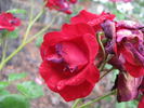 Folletto rose photo