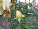 Karen rose photo