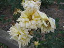Karen rose photo