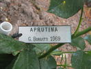 Aprutina rose photo