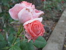 Aprutina rose photo