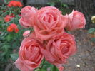 Aprutina rose photo