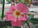 Canzonetta rose photo