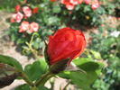 Su-Spantu rose photo