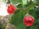 Su-Spantu rose photo