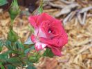Cinnamon Girl ™ rose photo