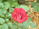 Cinnamon Girl ™ rose photo