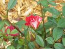 Cinnamon Girl ™ rose photo