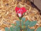 Cinnamon Girl ™ rose photo