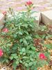 Cinnamon Girl ™ rose photo