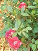 Cinnamon Girl ™ rose photo