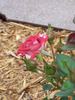 Cinnamon Girl ™ rose photo