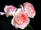 Claire Chazal rose photo