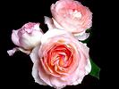 Claire Chazal rose photo