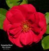 Coronation Street rose photo