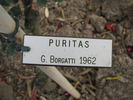 Puritas rose photo
