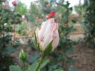 Puritas rose photo