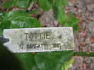 Tottie rose photo