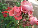 Tottie rose photo
