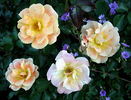 Gypsy Dancer rose photo