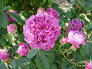 Séguier rose photo