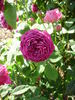 Séguier rose photo