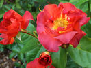 Tootsie's Lounge rose photo