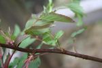 <i>Rosa glauca</i> X <i>Rosa pendulina</i> rose photo