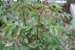 <i>Rosa glauca</i> X <i>Rosa pendulina</i> rose photo