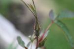 <i>Rosa glauca</i> X <i>Rosa pendulina</i> rose photo