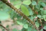 <i>Rosa glauca</i> X <i>Rosa pendulina</i> rose photo