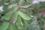 <i>Rosa glauca</i> X <i>Rosa pendulina</i> rose photo