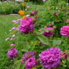 Cosimo Ridolfi rose photo