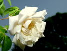 Belle Blanche rose photo