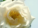 Belle Blanche rose photo