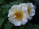 Loyal Friend rose photo