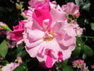 Astrid Späth Striped rose photo