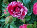Love And Peace rose photo