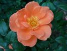 Tangerine Jewel ™ rose photo