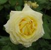 Diamonds Forever rose photo