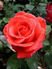 Amica rose photo