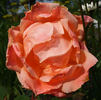 California (hybrid tea, Howard rose photo