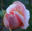 California (hybrid tea, Howard rose photo