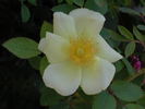 1-72-1DLFED8 rose photo